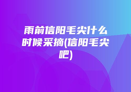 雨前信阳毛尖什么时候采摘(信阳毛尖吧)