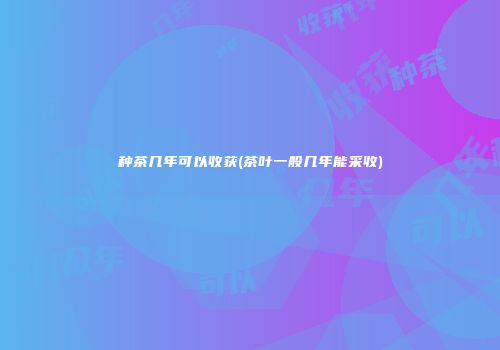 种茶几年可以收获(茶叶一般几年能采收)