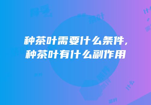 种茶叶需要什么条件,种茶叶有什么副作用
