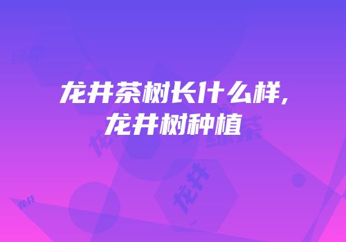 龙井茶树长什么样,龙井树种植