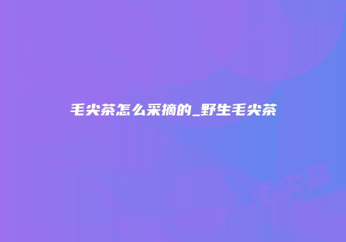 毛尖茶怎么采摘的_野生毛尖茶