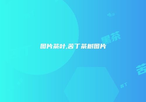 图片茶叶,苦丁茶树图片