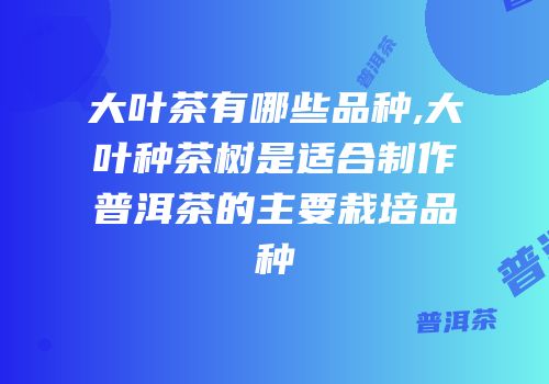 大叶茶有哪些品种,大叶种茶树是适合制作普洱茶的主要栽培品种