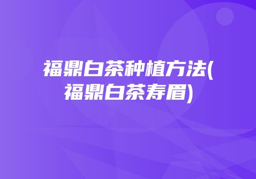 福鼎白茶种植方法(福鼎白茶寿眉)
