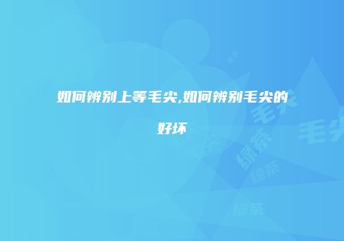 如何辨别上等毛尖,如何辨别毛尖的好坏