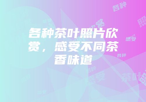 各种茶叶照片欣赏，感受不同茶香味道