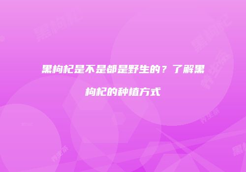 黑枸杞是不是都是野生的？了解黑枸杞的种植方式