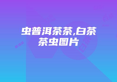 虫普洱茶茶,白茶茶虫图片