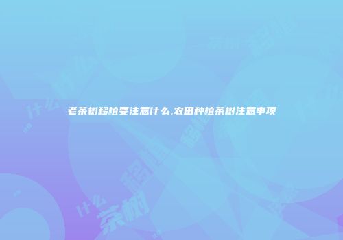 老茶树移植要注意什么,农田种植茶树注意事项