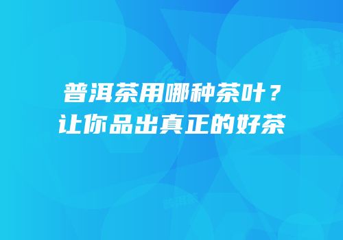 普洱茶用哪种茶叶？让你品出真正的好茶