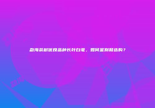 勐海茶树优良品种长叶白毫，如何鉴别和选购？