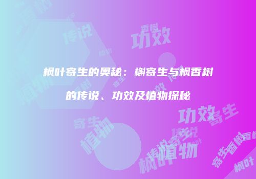 枫叶寄生的奥秘：槲寄生与枫香树的传说、功效及植物探秘