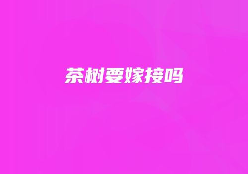 茶树要嫁接吗