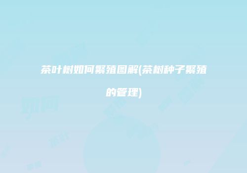 茶叶树如何繁殖图解(茶树种子繁殖的管理)