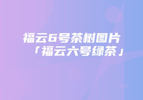 福云6号茶树图片「福云六号绿茶」