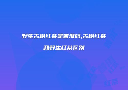 野生古树红茶是普洱吗,古树红茶和野生红茶区别