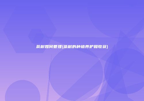 茶树如何管理(茶树的种植养护和收获)