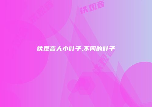铁观音大小叶子,不同的叶子