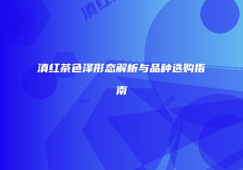 滇红茶色泽形态解析与品种选购指南