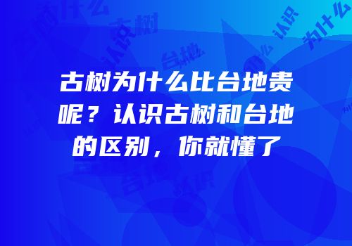 古树为什么比台地贵呢？认识古树和台地的区别，你就懂了