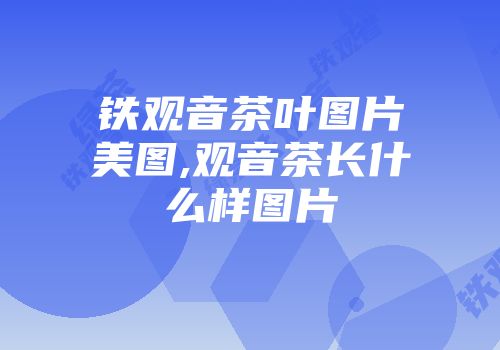 铁观音茶叶图片美图,观音茶长什么样图片