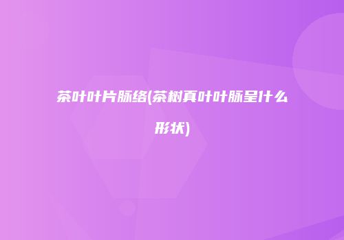 茶叶叶片脉络(茶树真叶叶脉呈什么形状)