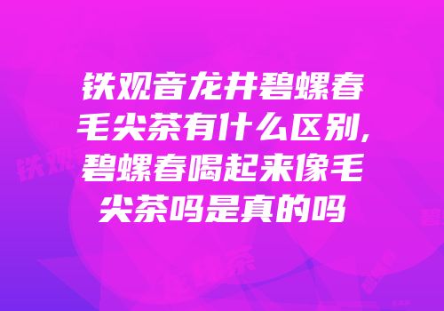 铁观音龙井碧螺春毛尖茶有什么区别,碧螺春喝起来像毛尖茶吗是真的吗
