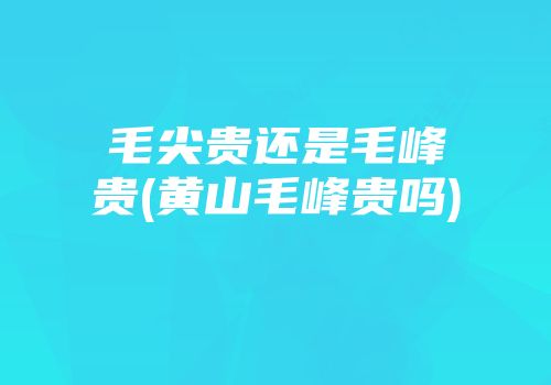 毛尖贵还是毛峰贵(黄山毛峰贵吗)