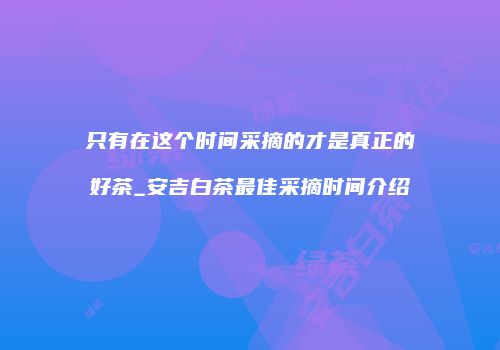 只有在这个时间采摘的才是真正的好茶_安吉白茶最佳采摘时间介绍