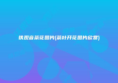铁观音茶花图片(茶叶开花图片欣赏)