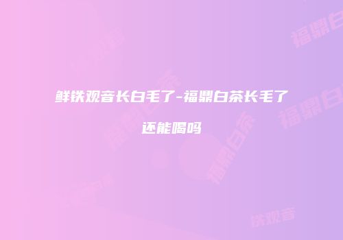 鲜铁观音长白毛了-福鼎白茶长毛了还能喝吗