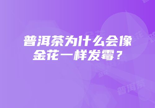普洱茶为什么会像金花一样发霉？