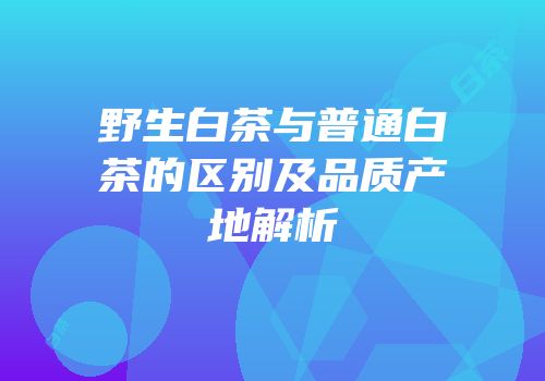野生白茶与普通白茶的区别及品质产地解析