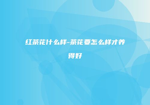 红茶花什么样-茶花要怎么样才养得好