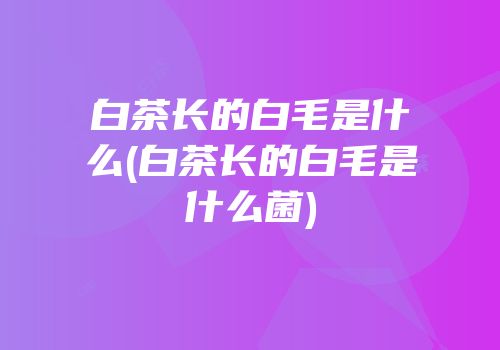 白茶长的白毛是什么(白茶长的白毛是什么菌)