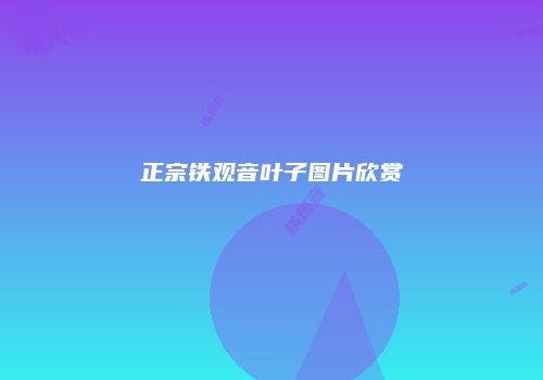 正宗铁观音叶子图片欣赏