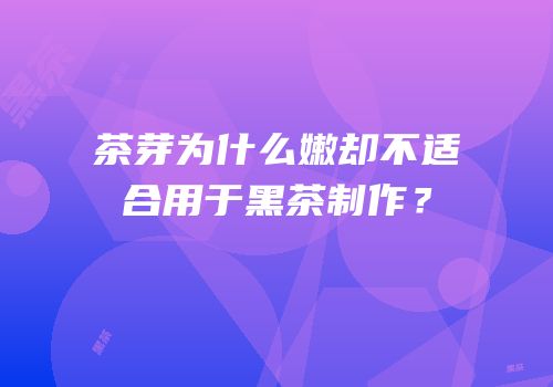 茶芽为什么嫩却不适合用于黑茶制作？