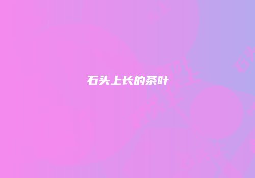 石头上长的茶叶