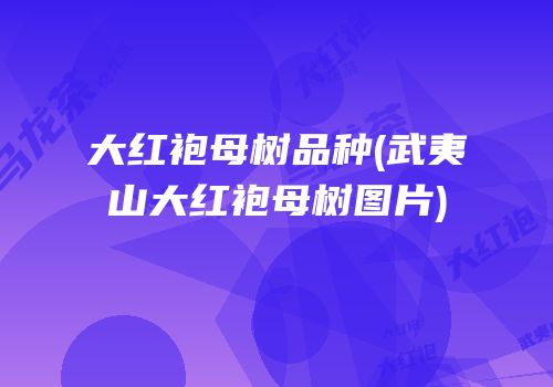 大红袍母树品种(武夷山大红袍母树图片)