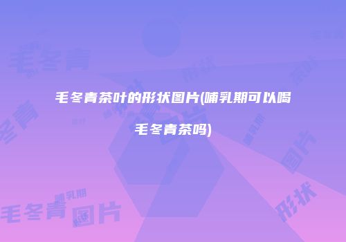 毛冬青茶叶的形状图片(哺乳期可以喝毛冬青茶吗)