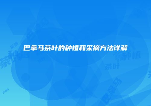 巴拿马茶叶的种植和采摘方法详解