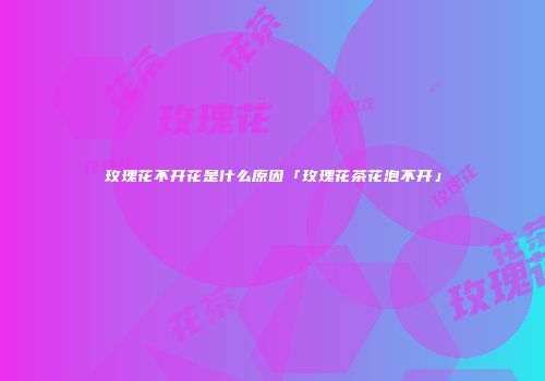 玫瑰花不开花是什么原因「玫瑰花茶花泡不开」