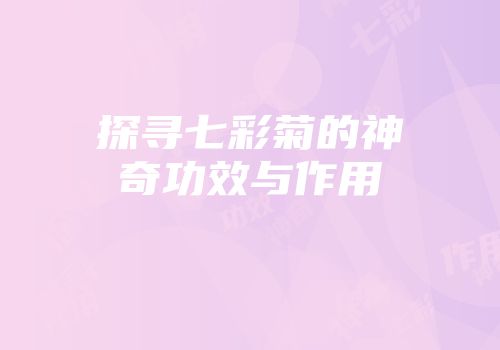 探寻七彩菊的神奇功效与作用