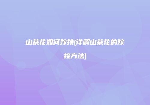 山茶花如何嫁接(详解山茶花的嫁接方法)