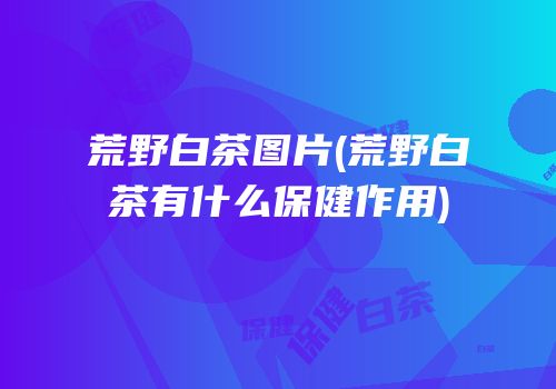 荒野白茶图片(荒野白茶有什么保健作用)