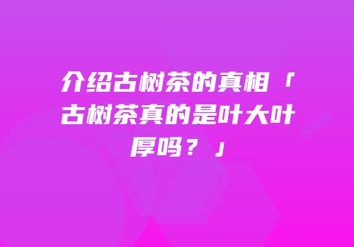 介绍古树茶的真相「古树茶真的是叶大叶厚吗？」