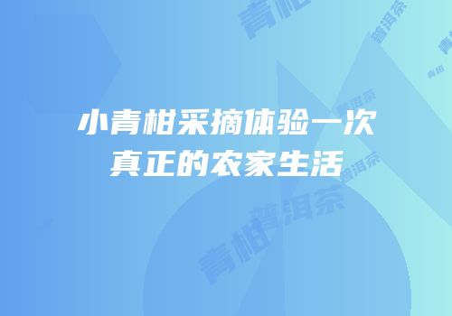 小青柑采摘体验一次真正的农家生活